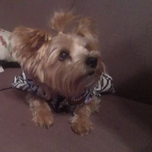 Meet your Posher, Dana